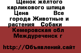 Щенок жёлтого карликового шпица  › Цена ­ 50 000 - Все города Животные и растения » Собаки   . Кемеровская обл.,Междуреченск г.